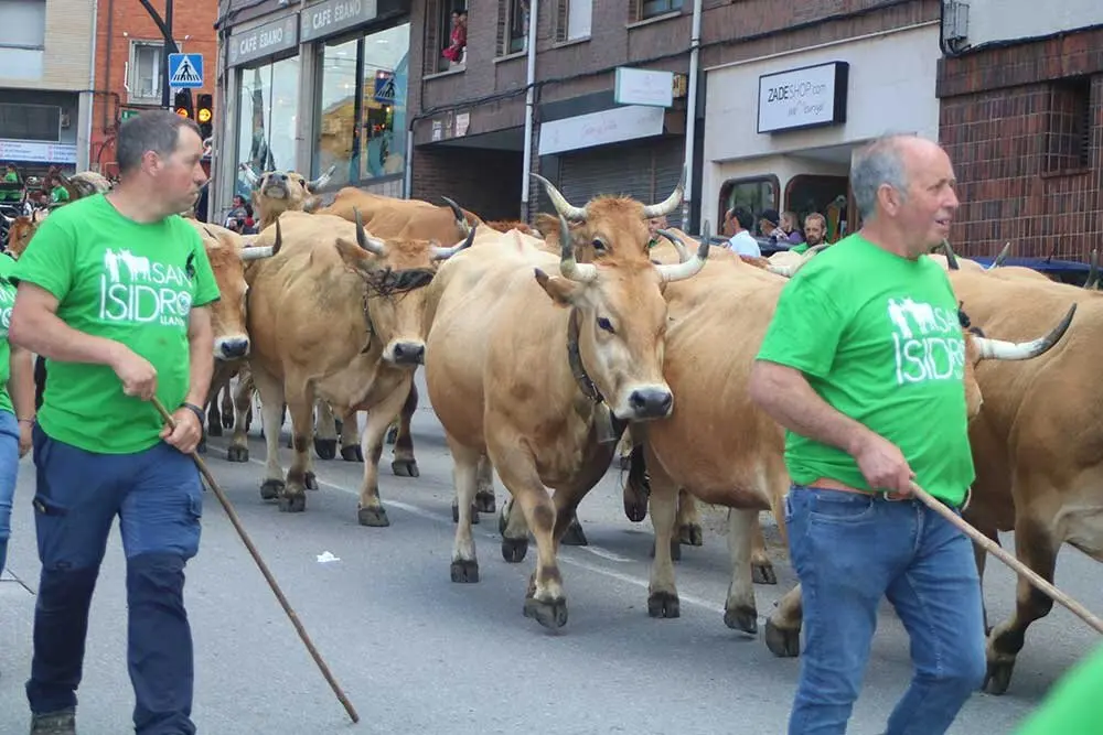 san-isidro-llanera-2025-055