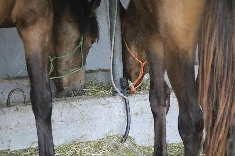 feria-san-isidro-llanera-02