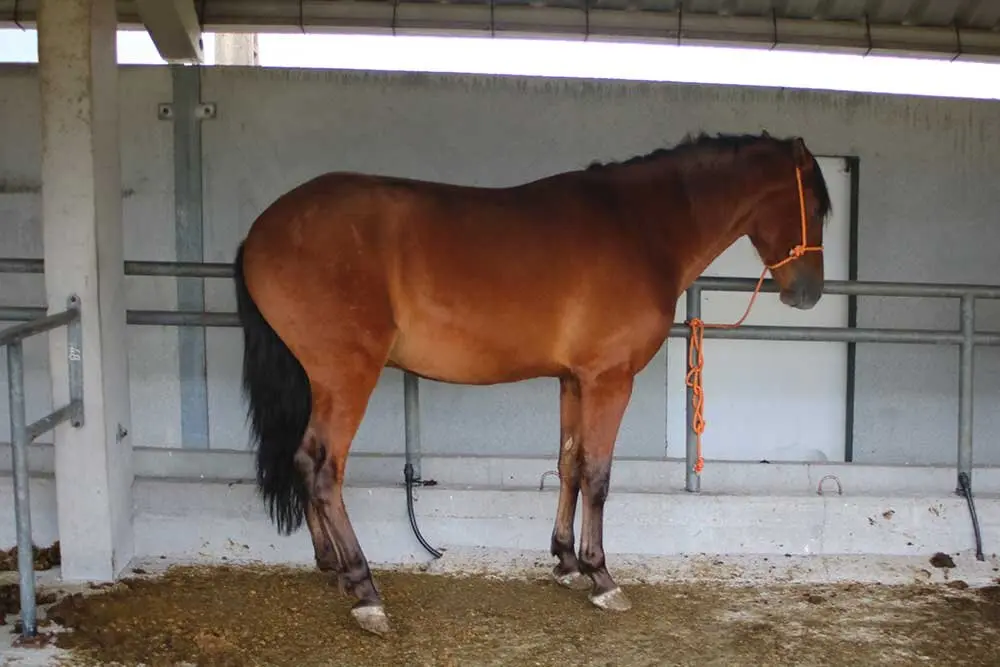 feria-san-isidro-llanera-05