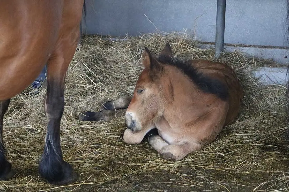 feria-san-isidro-llanera-07