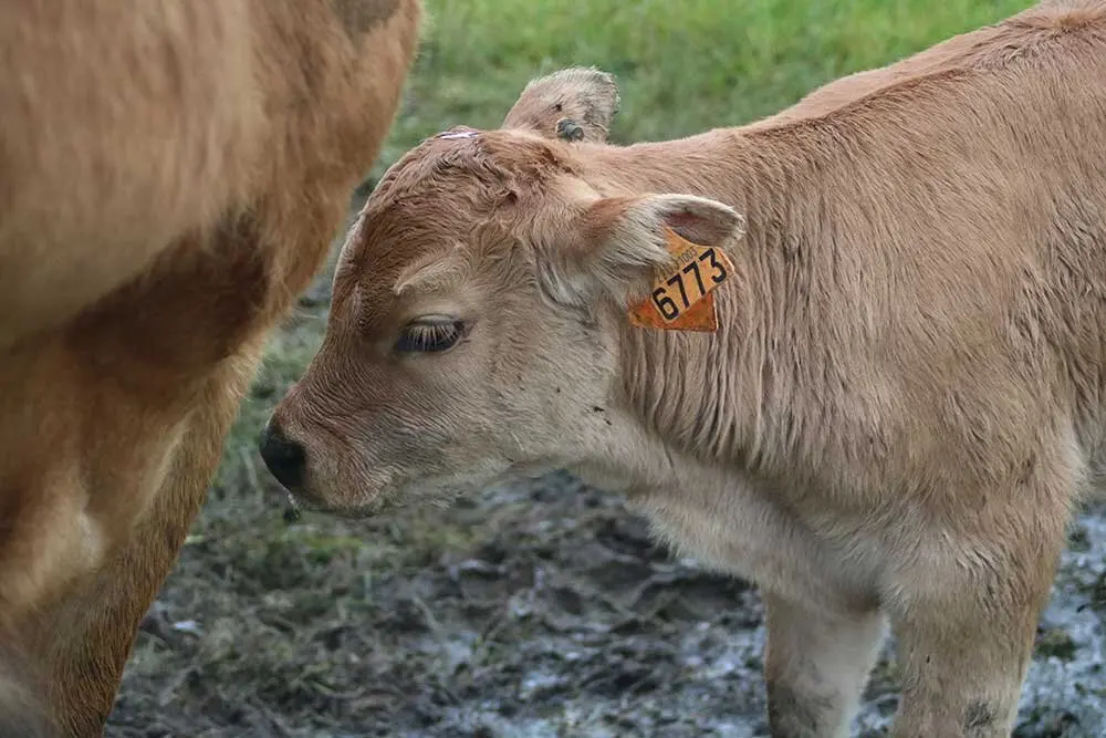 feria-san-isidro-llanera-09