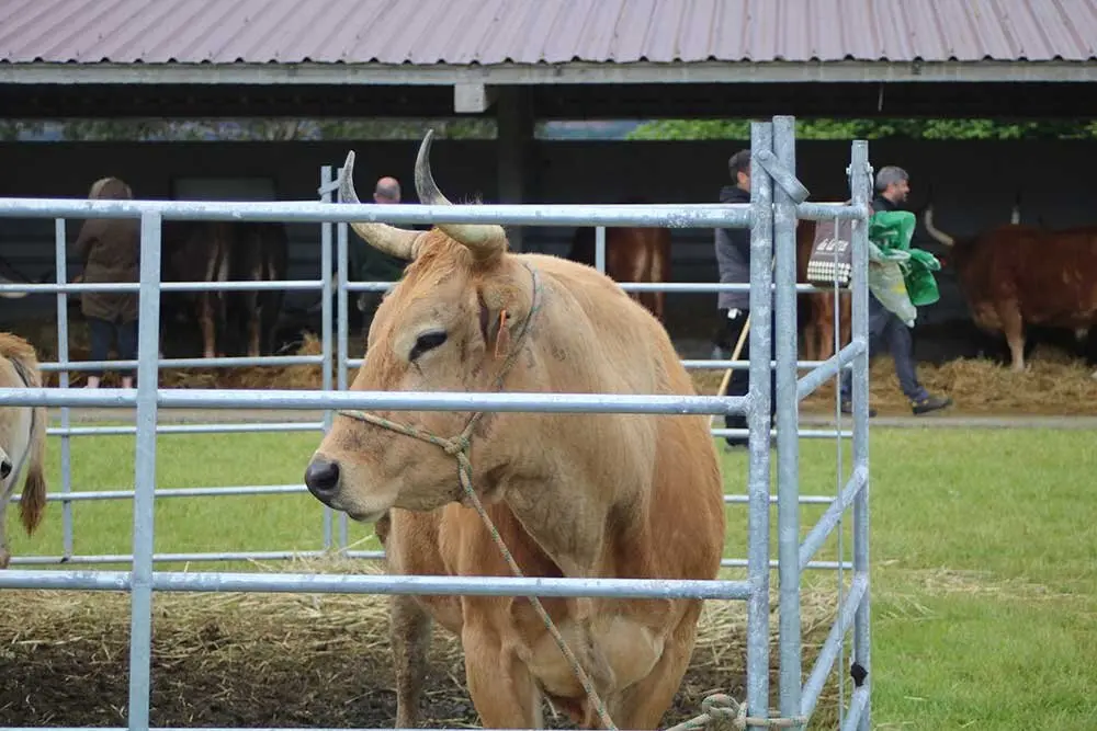 feria-san-isidro-llanera-010
