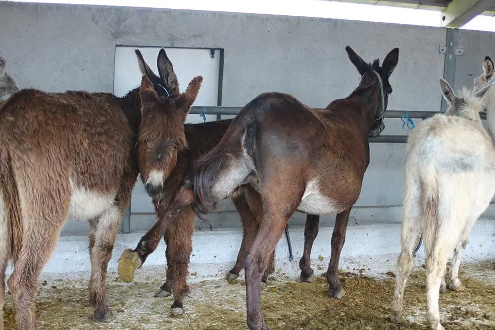 feria-san-isidro-llanera-012