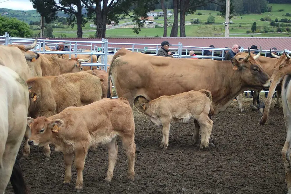 feria-san-isidro-llanera-013