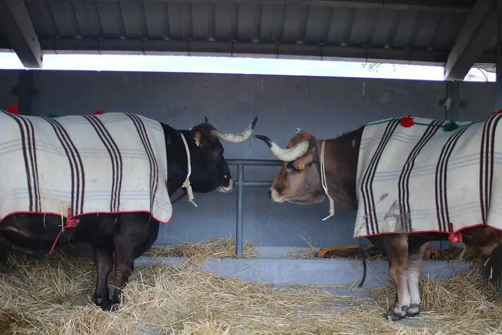 feria-san-isidro-llanera-014