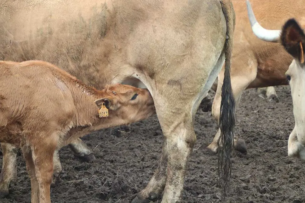 feria-san-isidro-llanera-015