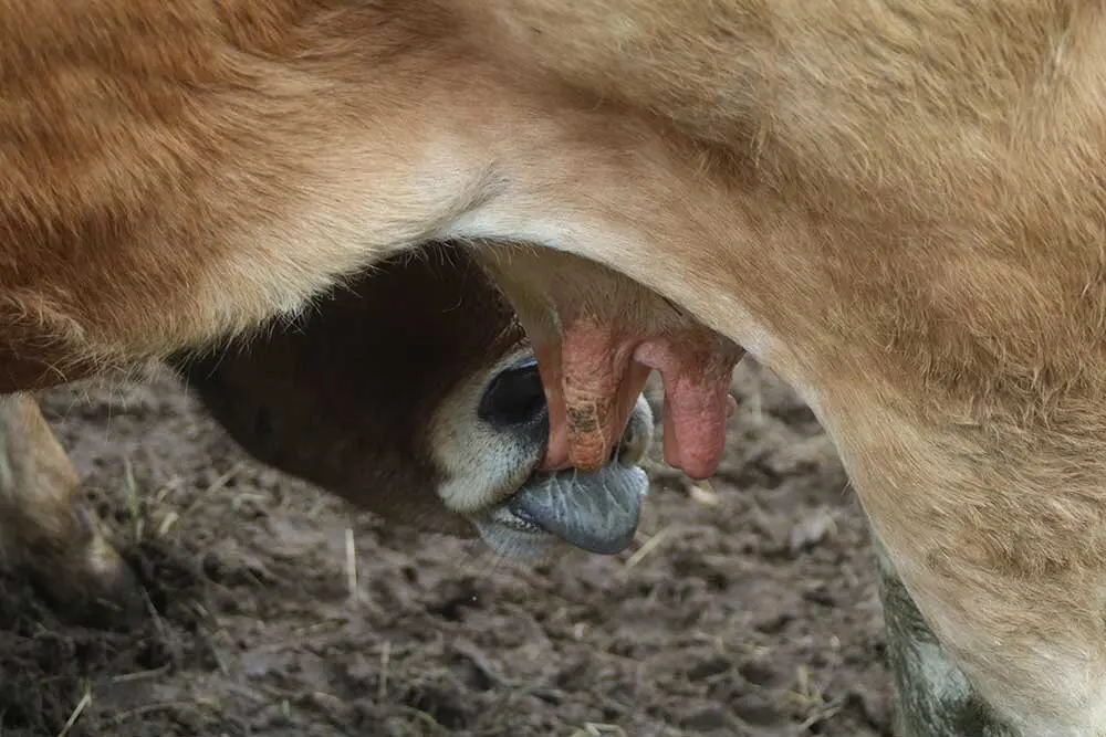 feria-san-isidro-llanera-016