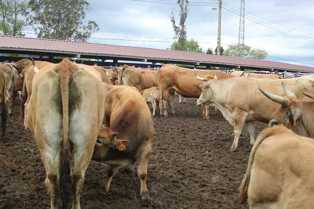 feria-san-isidro-llanera-017