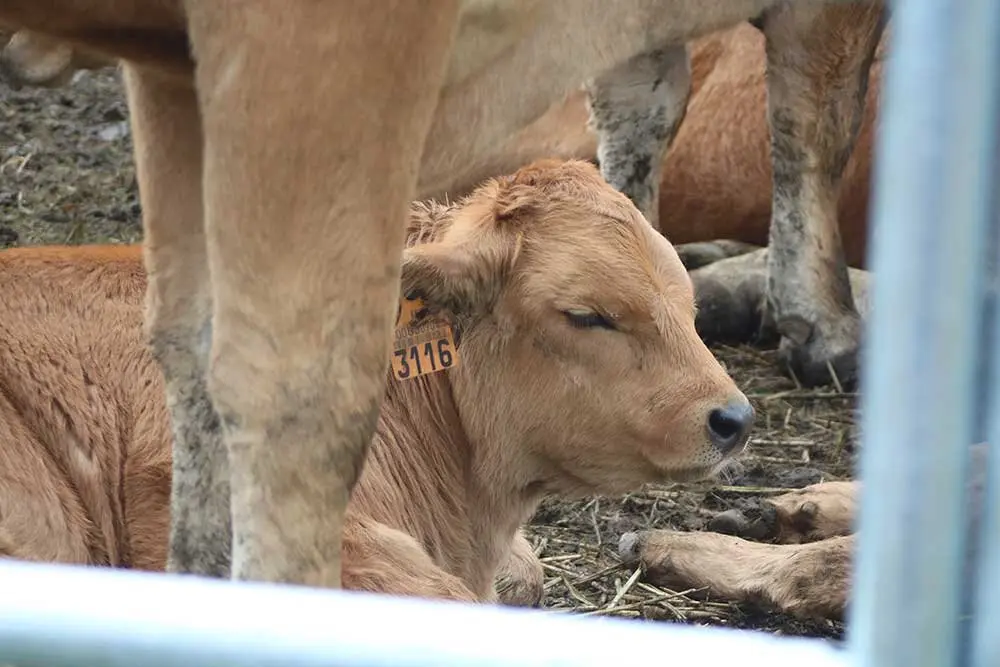 feria-san-isidro-llanera-019