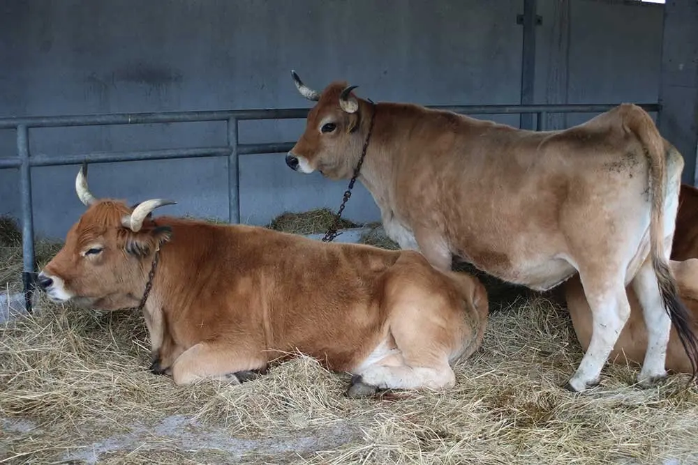 feria-san-isidro-llanera-020