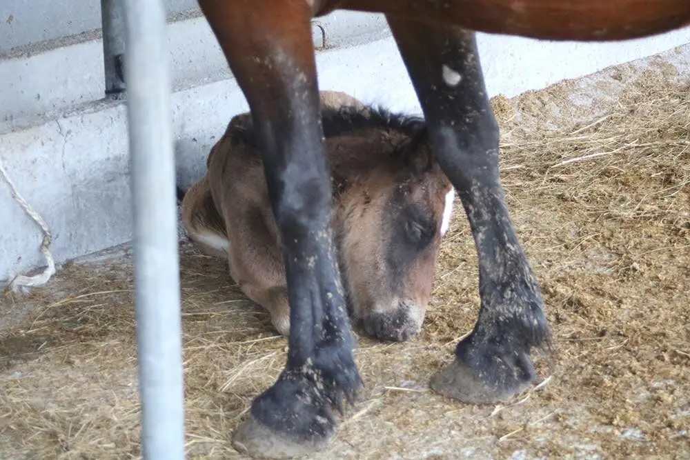 feria-san-isidro-llanera-021