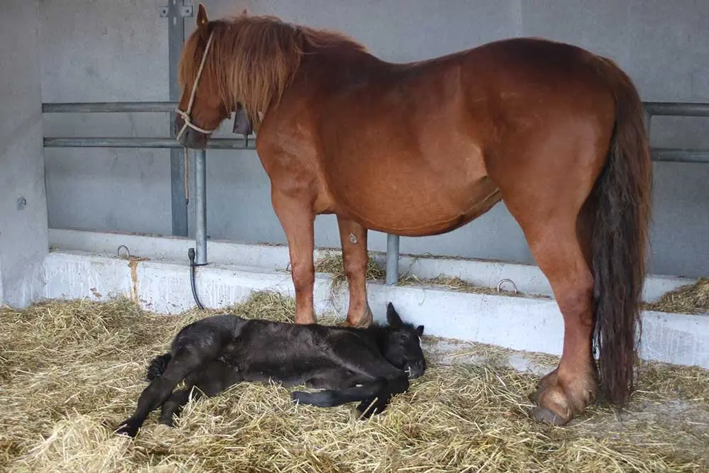 feria-san-isidro-llanera-022