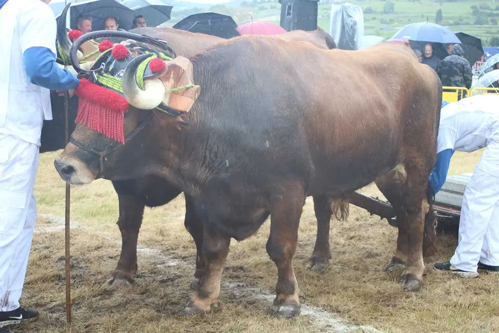 feria-san-isidro-llanera-027