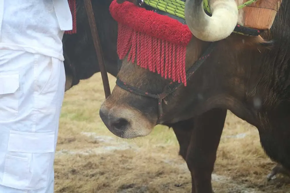 feria-san-isidro-llanera-029