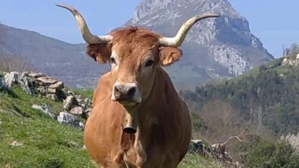 feria-san-isidro-penamellera