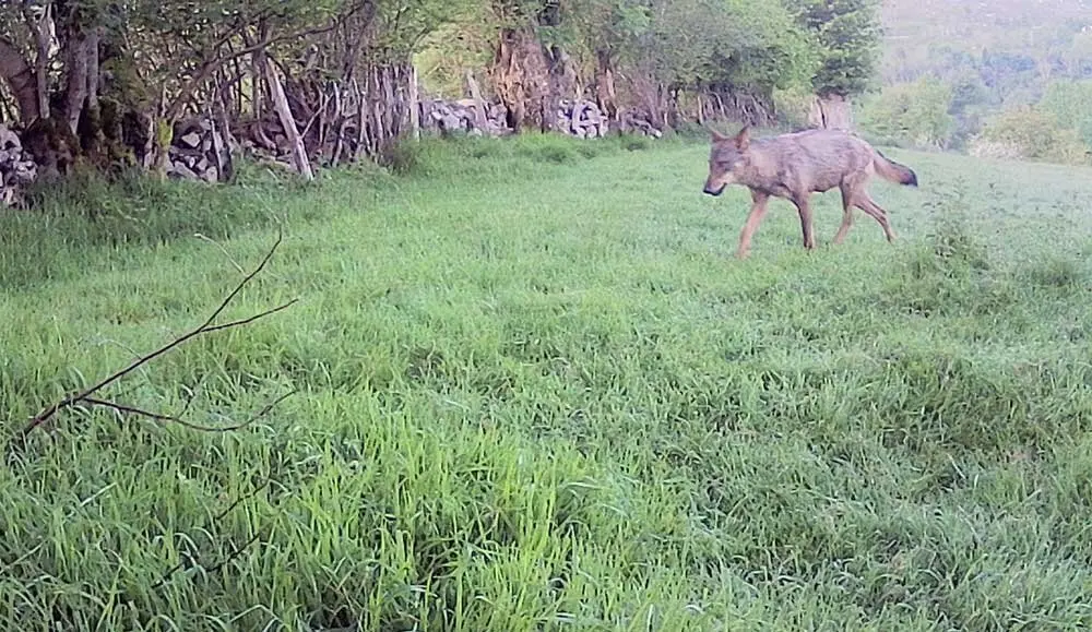 loba-prenada-bobia-onis