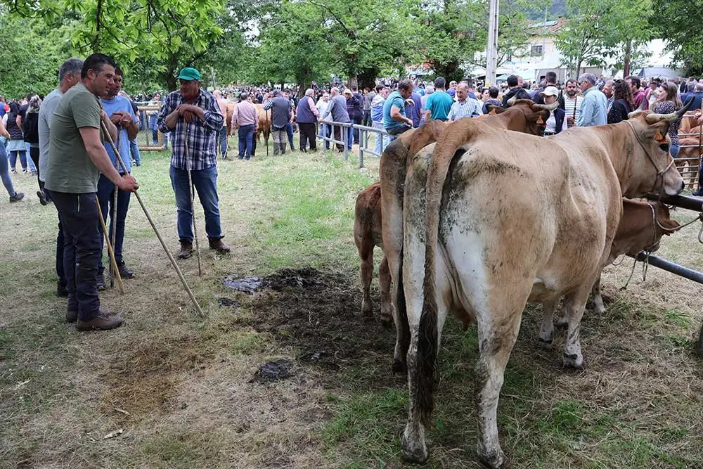 feriona-corao-2025-022