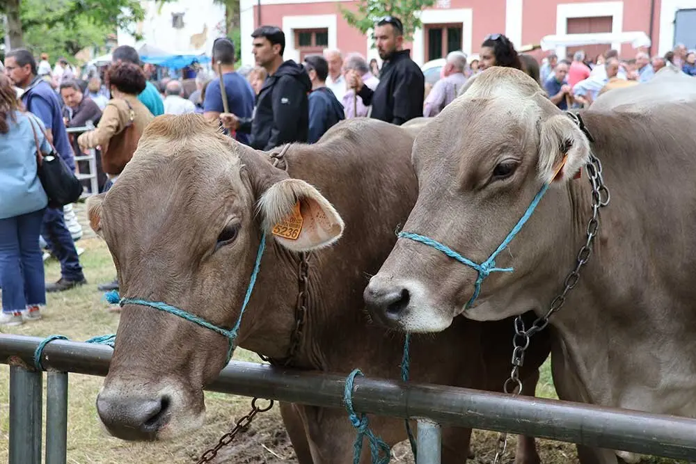 feriona-corao-2025-024