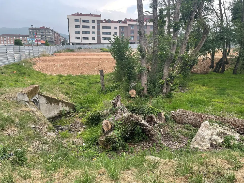 Una imagen tomada por Ecoloxistas de los arboles talados en Posada de Llanera