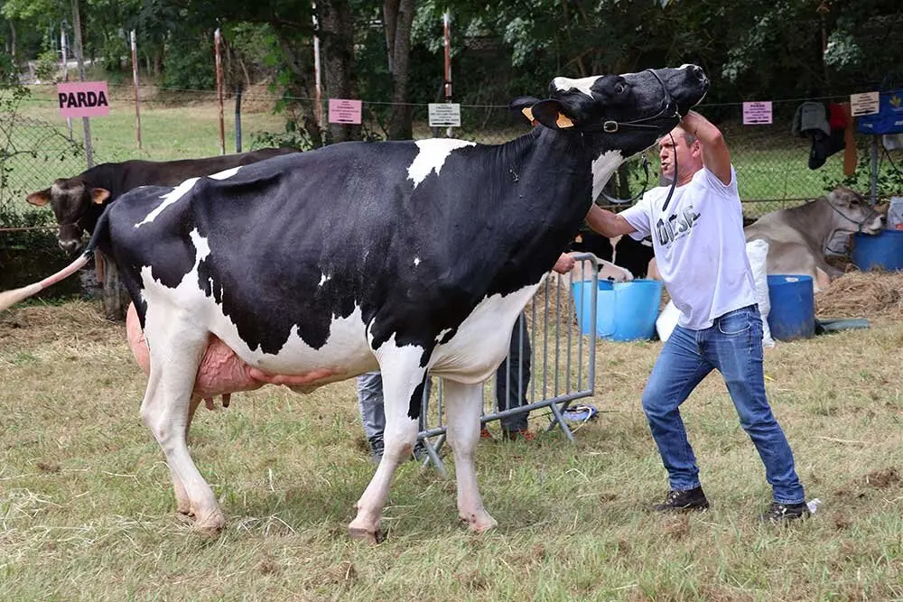 concurso-ganados-oriente-arriondas-2025-02