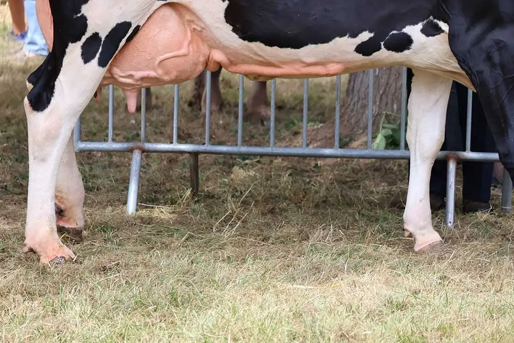 concurso-ganados-oriente-arriondas-2025-03