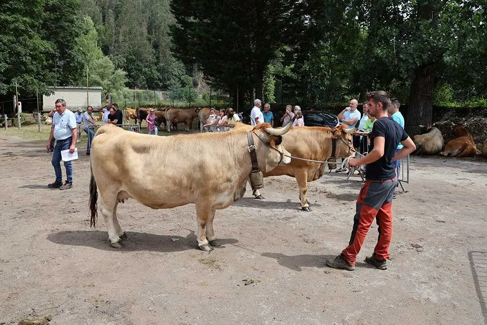 concurso-ganados-oriente-arriondas-2025-09