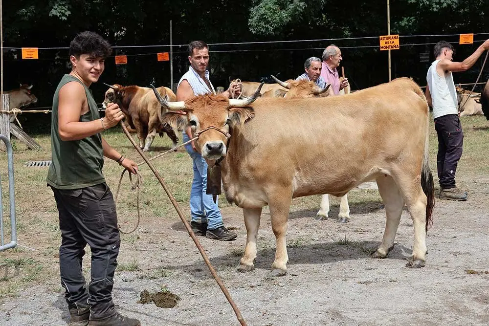 concurso-ganados-oriente-arriondas-2025-010