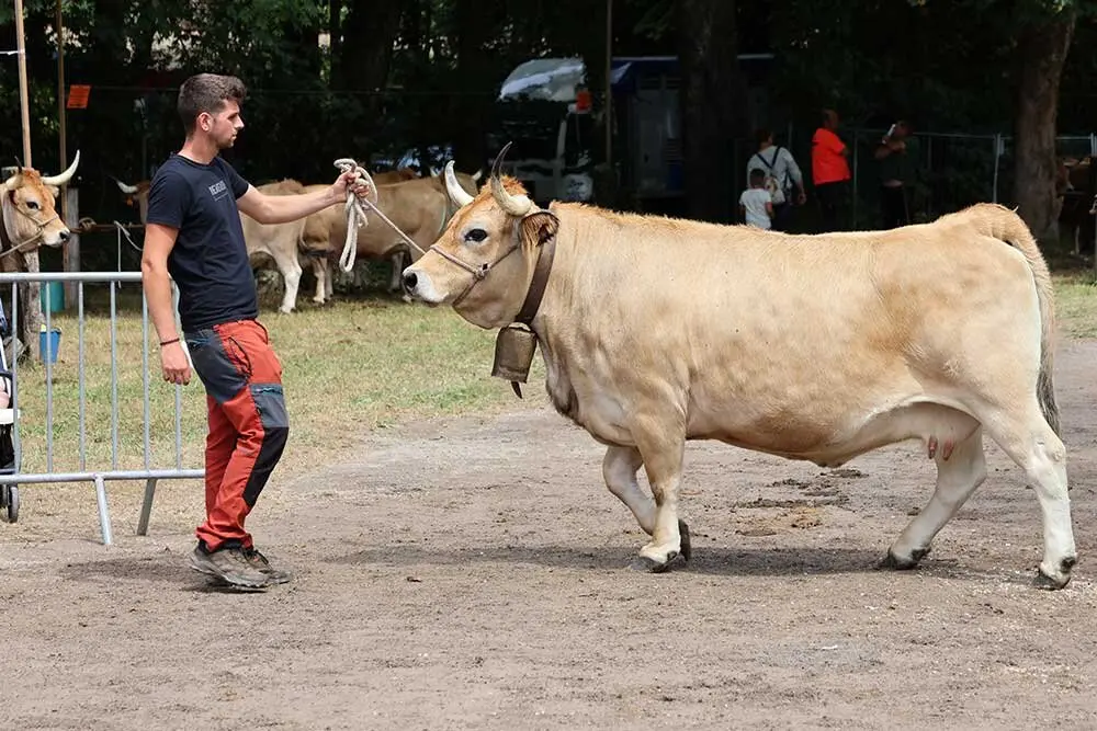 concurso-ganados-oriente-arriondas-2025-011