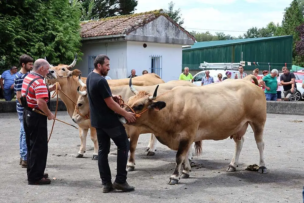 concurso-ganados-oriente-arriondas-2025-012