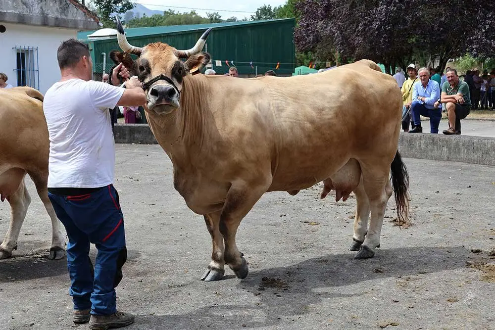 concurso-ganados-oriente-arriondas-2025-013