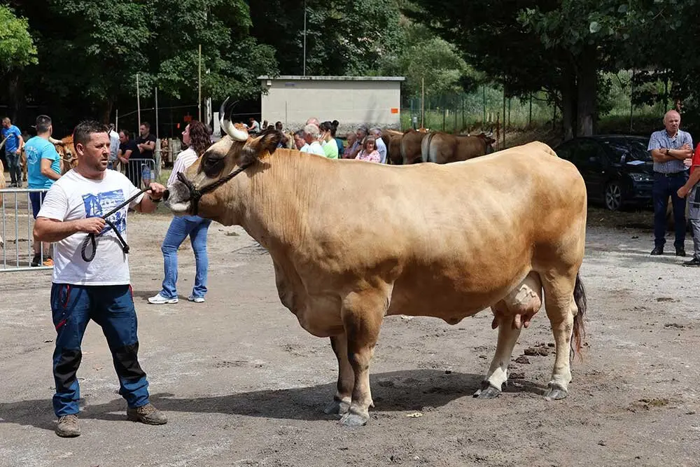 concurso-ganados-oriente-arriondas-2025-014