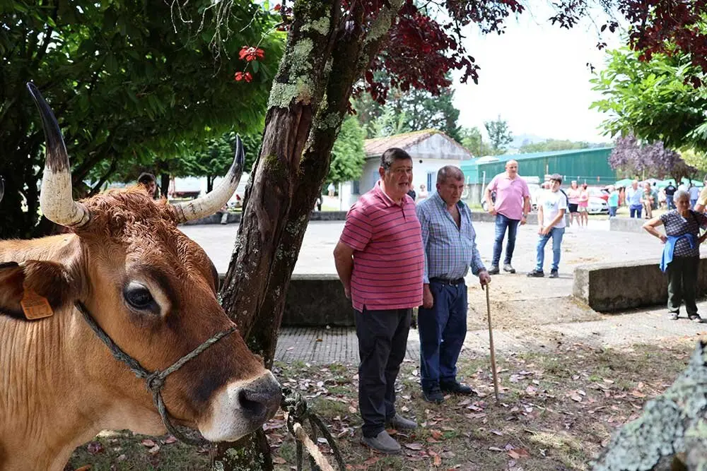 concurso-ganados-oriente-arriondas-2025-015