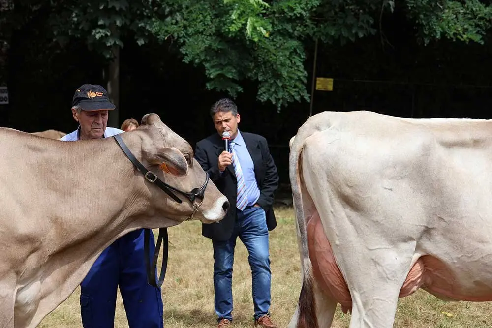 concurso-ganados-oriente-arriondas-2025-017