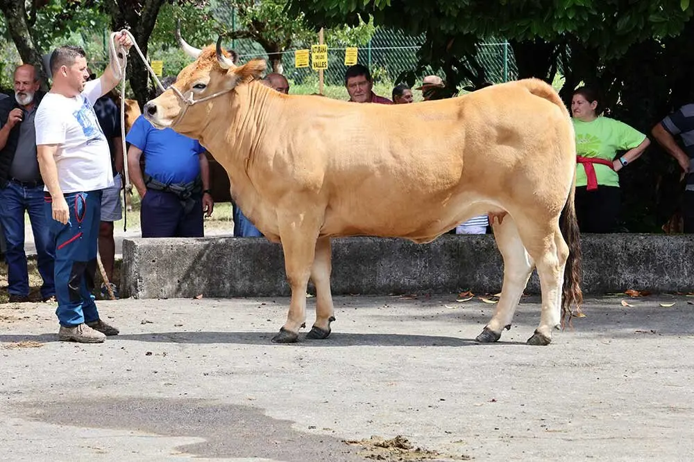 concurso-ganados-oriente-arriondas-2025-026