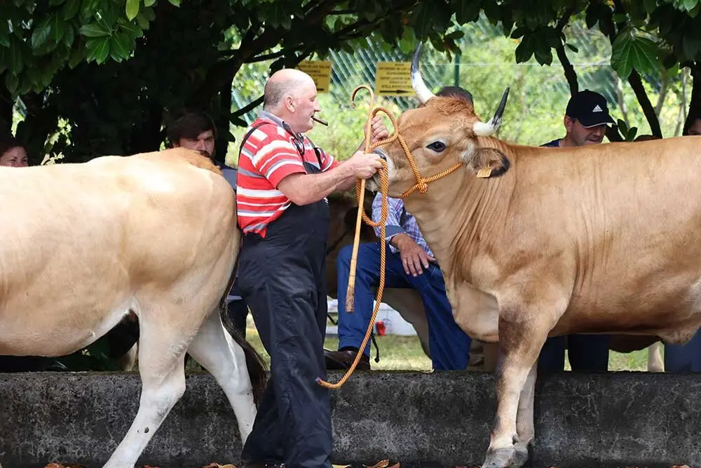 concurso-ganados-oriente-arriondas-2025-0125