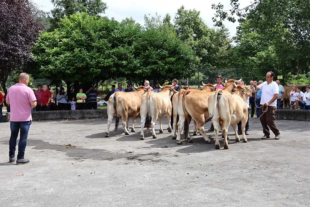 concurso-ganados-oriente-arriondas-2025-024