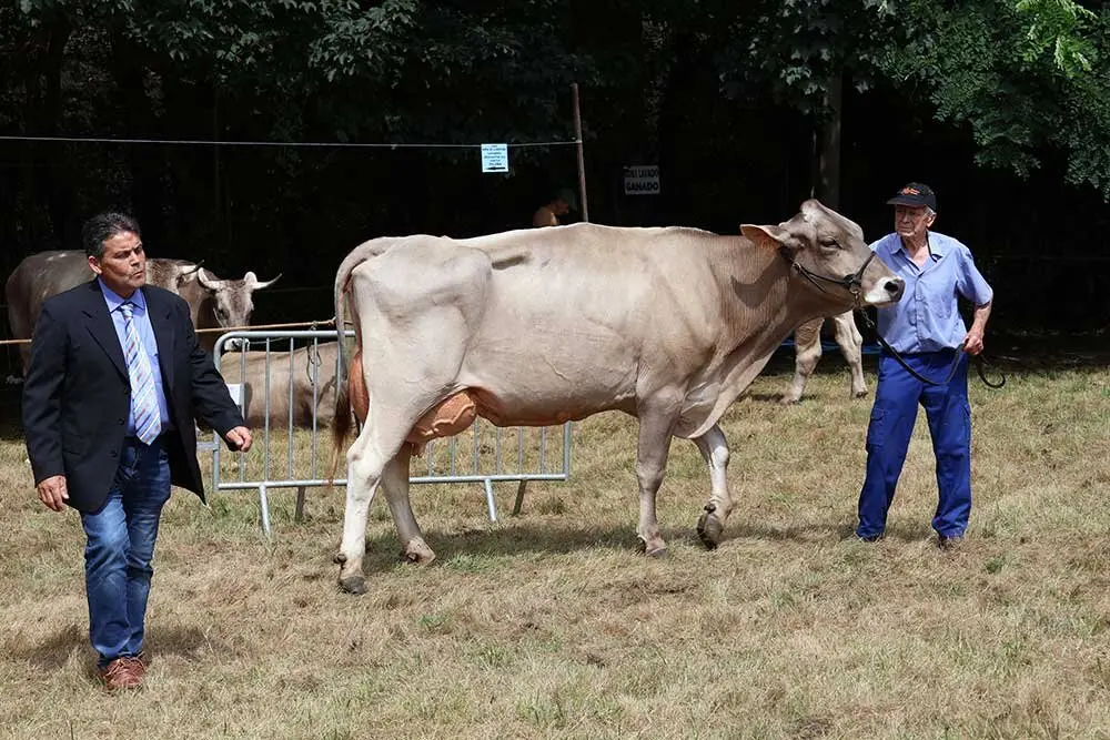 concurso-ganados-oriente-arriondas-2025-021