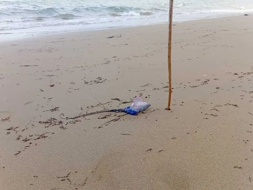 carabela-portuguesa-lastres-01