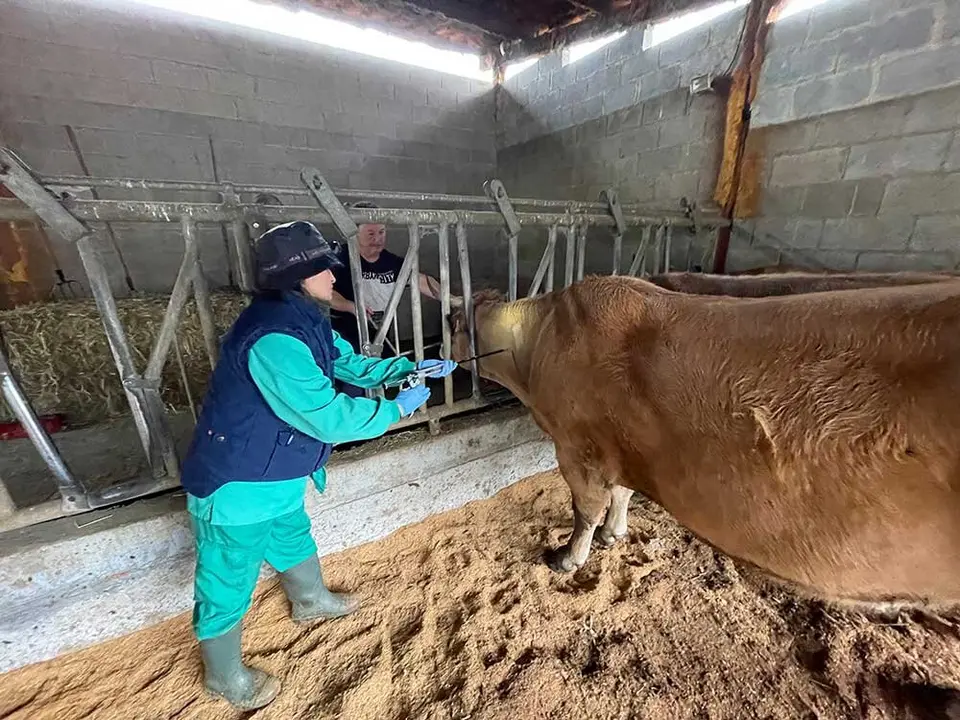 lengua-azul-ribadesella