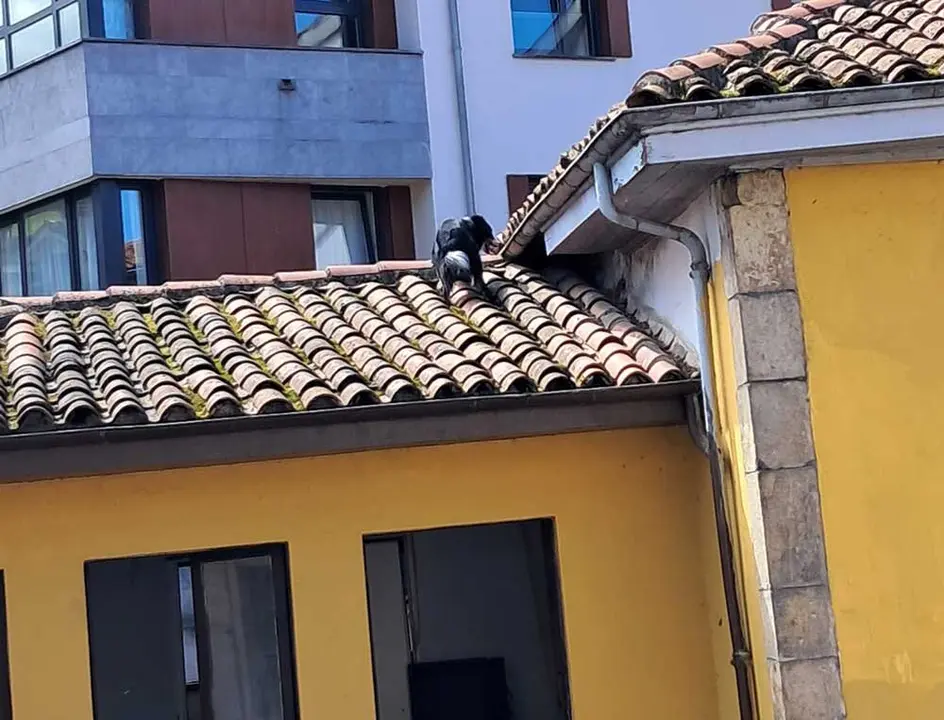 perro-tejado-cangas-onis-01