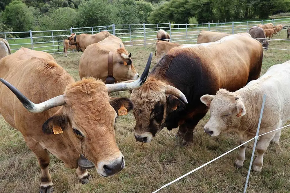 feria-libardon-2025-03