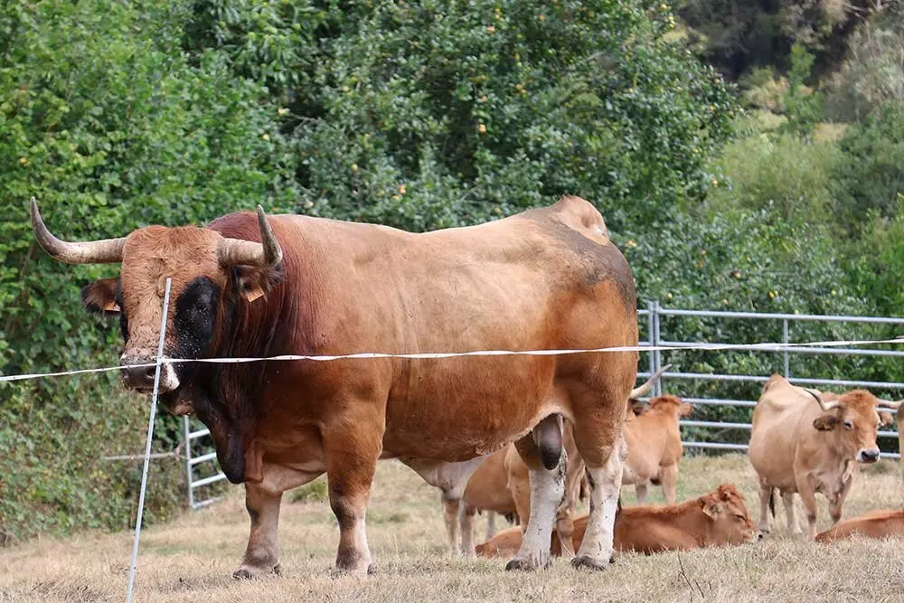 feria-libardon-2025-019