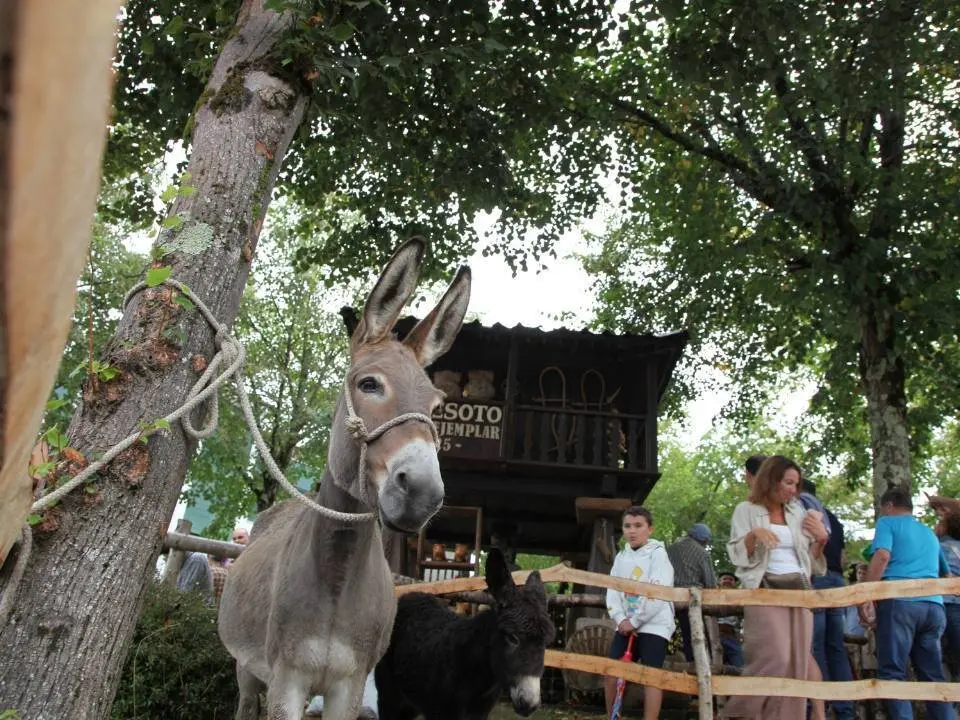 dia-asturias-nava (13)