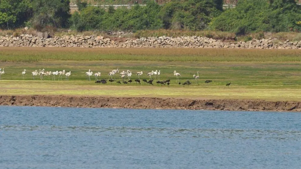 flamencos-ria-villaviciosa