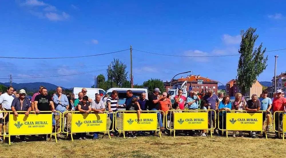 Concurso de Ganado (2)