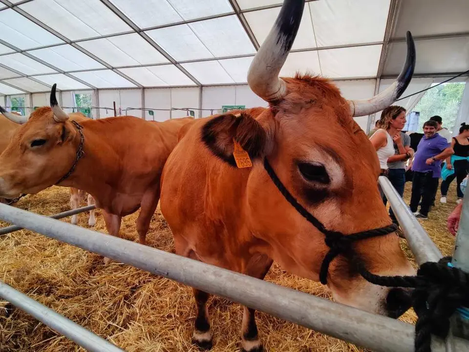 Concurso de Ganado (5)