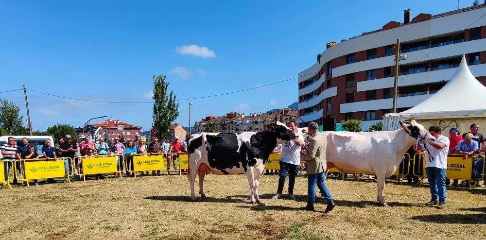 Concurso de Ganado (7)