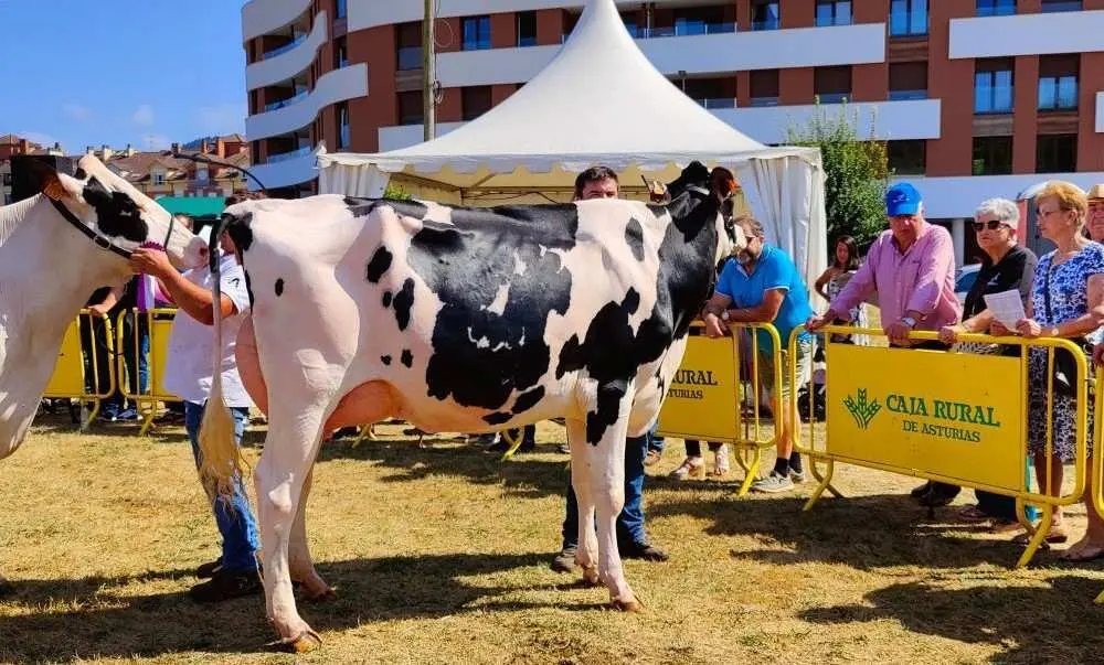 Concurso de Ganado (9)