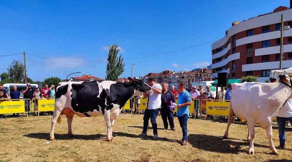 Concurso de Ganado (10)