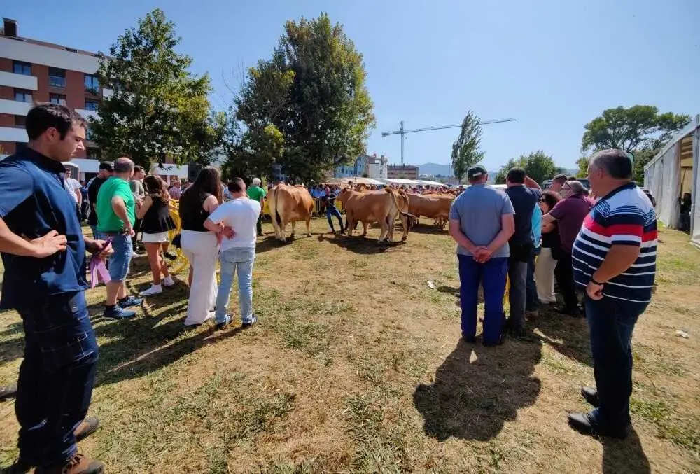 Concurso de Ganado (13)